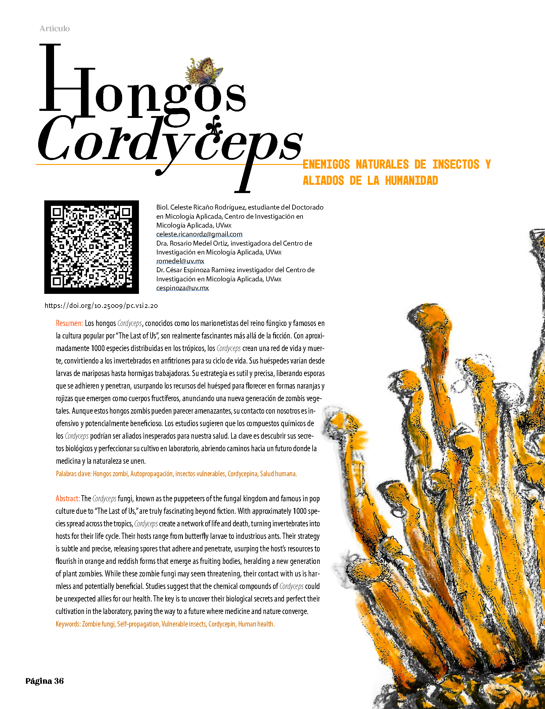 Los hongos Cordyceps, conocidos como los marionetistas del reino fúngico y famosos en la cultura popular por “The Last of Us”, son realmente fascinantes más allá de la ficción. Con aproximadamente 1000 especies distribuidas en los trópicos, los Cordyceps crean una red de vida y muerte, convirtiendo a los invertebrados en anfitriones para su ciclo de vida. Sus huéspedes varían desde larvas de mariposas hasta hormigas trabajadoras. Su estrategia es sutil y precisa, liberando esporas que se adhieren y penetran, usurpando los recursos del huésped para florecer en formas naranjas y rojizas que emergen como cuerpos fructíferos, anunciando una nueva generación de zombis vegetales. Aunque estos hongos zombis pueden parecer amenazantes, su contacto con nosotros es inofensivo y potencialmente beneficioso. Los estudios sugieren que los compuestos químicos de los Cordyceps podrían ser aliados inesperados para nuestra salud. La clave es descubrir sus secretos biológicos y perfeccionar su cultivo en laboratorio, abriendo caminos hacia un futuro donde la medicina y la naturaleza se unen.